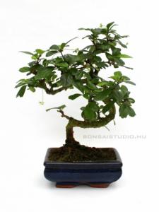 bonsai, bonsaj, szoba bonsai, belteri bonsai vasarlas, bonsai fa, vasarlas, rendeles, elado, carmona, serissa, ulmus, sageretia, ligustrum, portulacaria belteri bonsai szoba bonsai ficus ulmus carmona serissa es mas bonsaj fa kinalat rendelheto vasarlasi lehetoseg